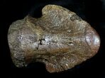 Hadrosaur Ungual (Foot Claw) - Montana #28097-1